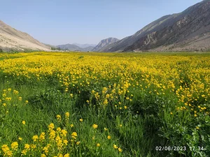 دشت لار