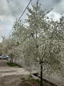 دبیرستان غیر انتفاعی دانش (دوره دوم متوسطه)