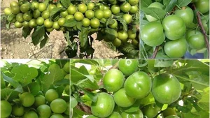 سنگبری المهدی