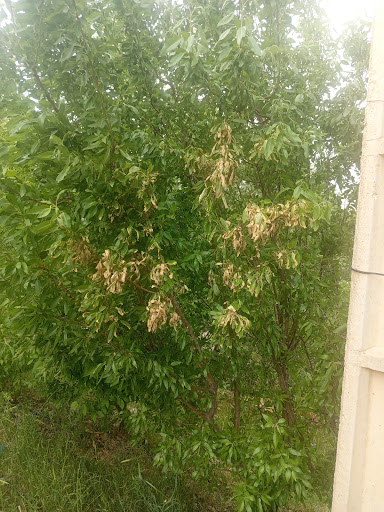 خانه باغ عابدین موحدی