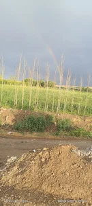 علی زاغو