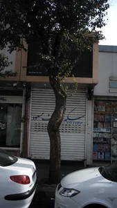 زرگری مسعود 2