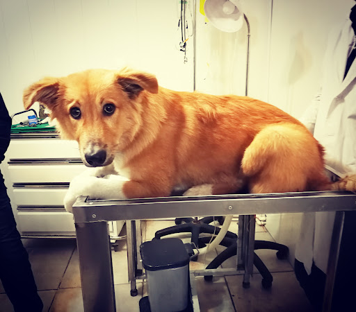 درمانگاه دامپزشکی حیوانات ملوس maloos pet clinic
