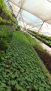 گلخانه پدرام