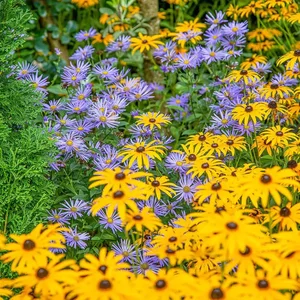 Aster