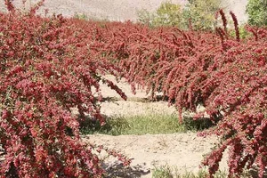 روستای افین کجاست؟ معرفی + راه‌های دسترسی - مجله مِستر بلیط
