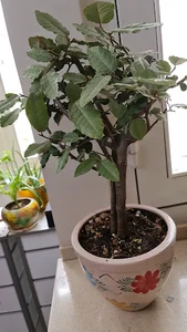 باغ گل ازگل