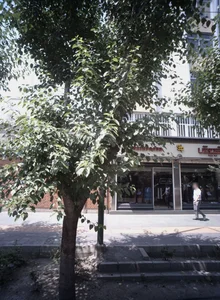 شیک پوش