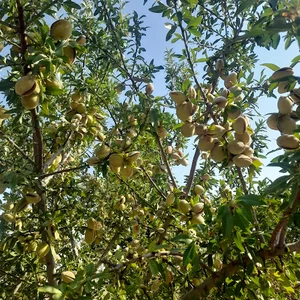 باغ برادران بهرامی