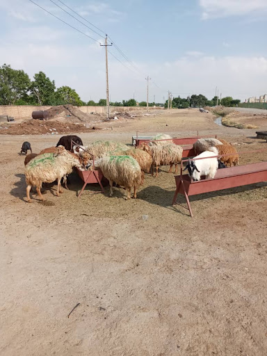 دامداری حاج صادق
