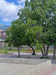 پارک بژوار 5