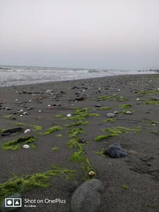 Abbas Abad beach