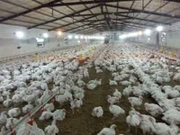 پرورش مرغ گوشتی بختیاری