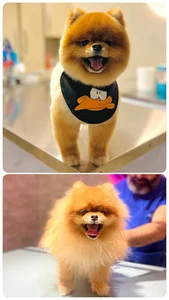 Nikpanje-pet-clinic کلینیک دامپزشکی دکتر نیک پنجه