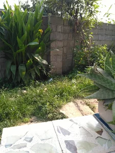 بورس برنج و زعفران