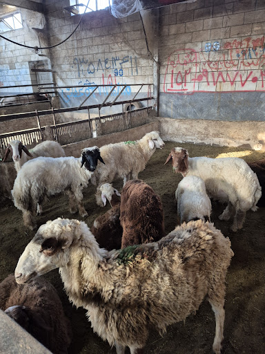 گوسفند زنده خلج