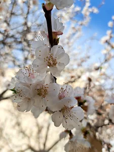 رایا پارس