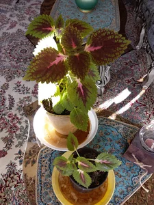 مسجد کوثر