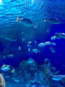 Isfahan Aquarium Entrance