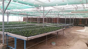 مزرعة شركة عربي بالوفرة Arabi Company Wafra Farm