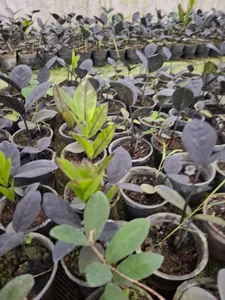 گلخانه طهماسبی 3