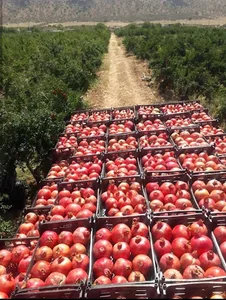 کشاورزی جوکار