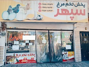 پخش تخم مرغ سپهر