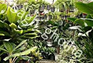 گلخانه باغ گلها 4