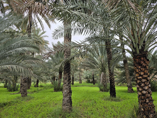 Birkat Al Mouz Farms