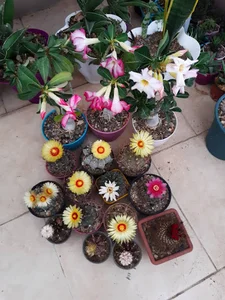 مارال کاکتوس