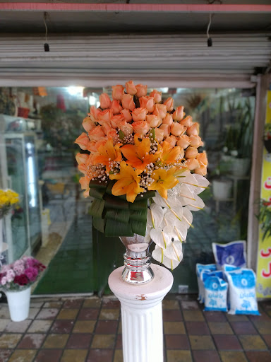 گل آلیسا