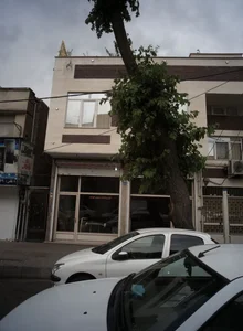 فرش برادران سروی و علیزاده