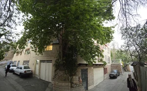 درخت کهن بالای درکه