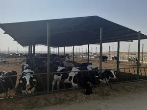 گاوداری زرین دام سپاهان (واحد یک)