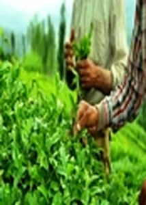 شرکت سرو آذین رویش(سارکو)