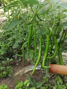 صابر خان صديقي کور