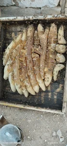 زنبورستان سعید قائدی