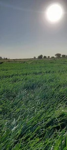 سبزی مارکت ترش و شیرین(محصولات خانگی)