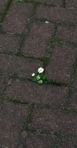 پارک ملت