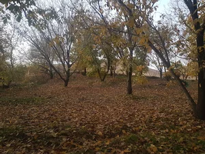 باغ گردو