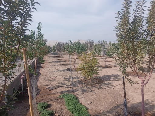 باغ گل و درخت شامانی