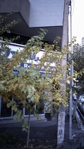Tejarat Bank 4