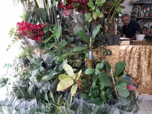 گلسرای سوگل 3