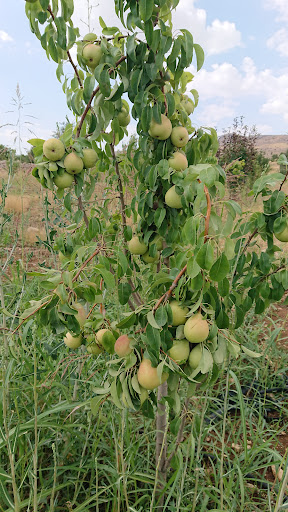 باغ شهبد حسین زاده