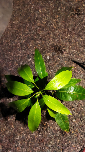 گل خانه بم انبه
