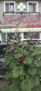 داروخانه دکتر سلیمانی 2