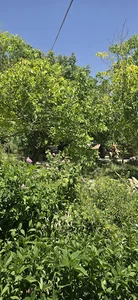 میدان بختیاری