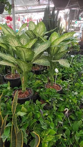 گل باغ صالح