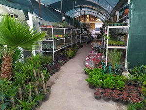گل باغ کیانپارس