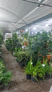 گلخانه آبشار طلائی 4